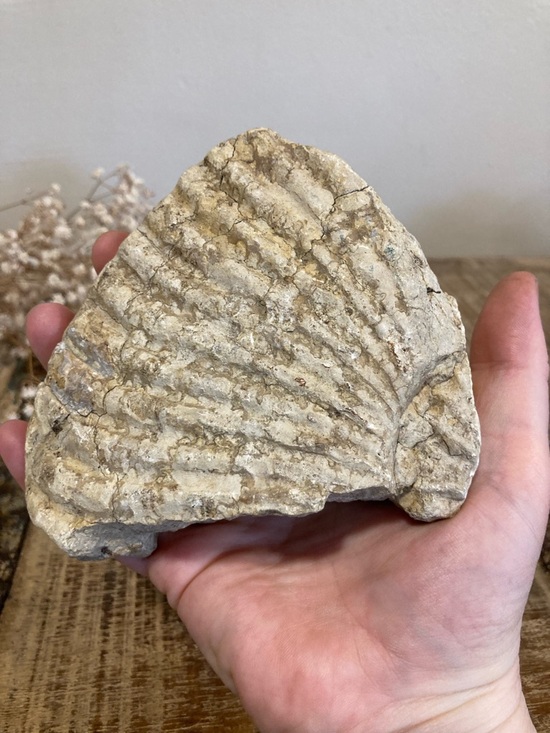 Fossilized Shell Chunk Stone Decor - Picture 9 of 11
